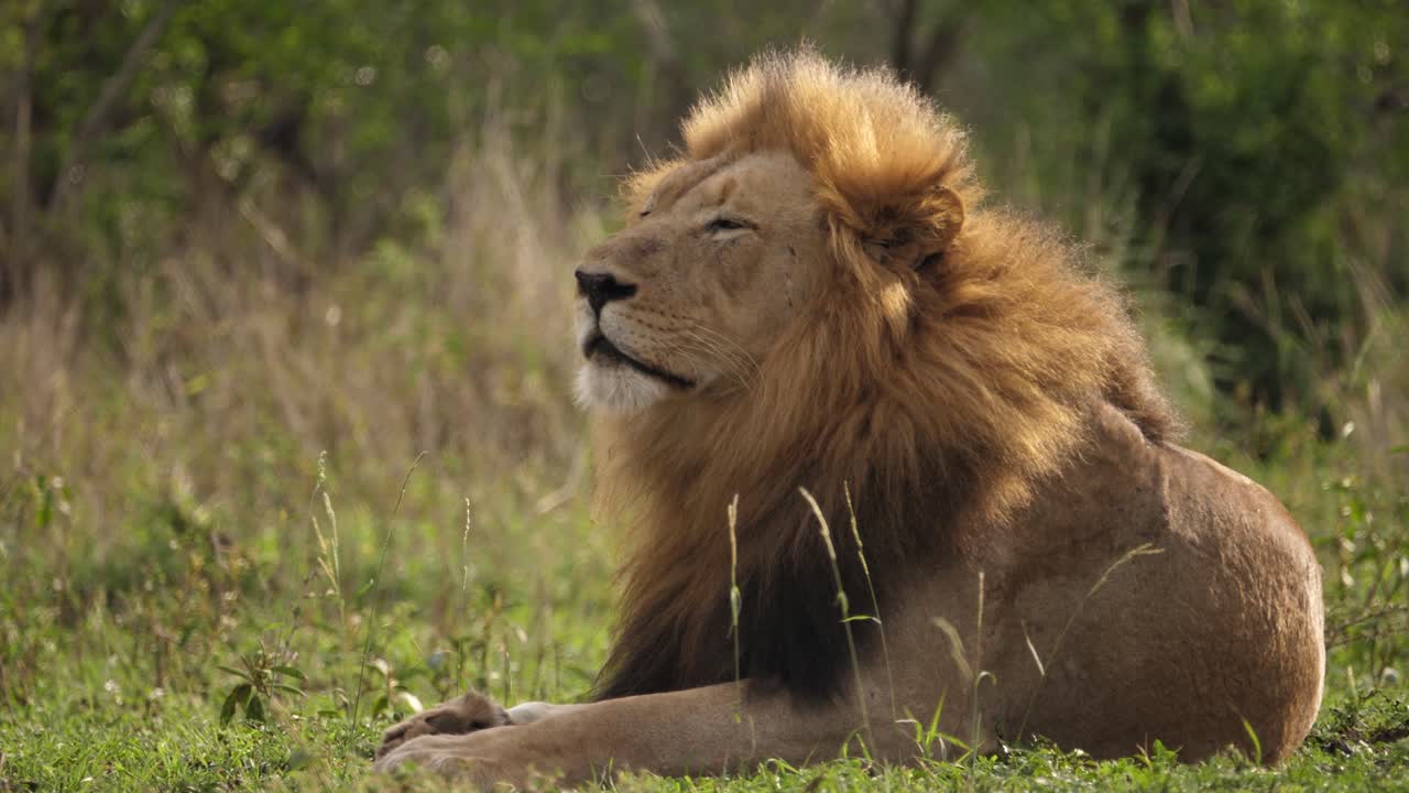 Male Black Mane Lion sniffs the air while relaxing on African savanna