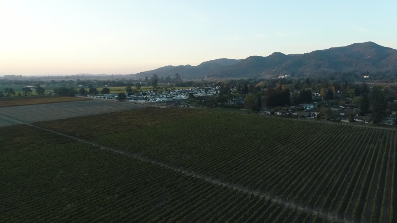 aerial of birds passing within shot of napa vineyards