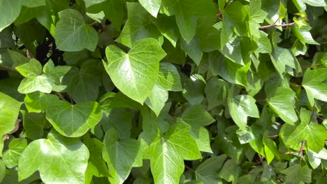 close up view of wall completely covered by a green vine, sunlight shines on the leaves