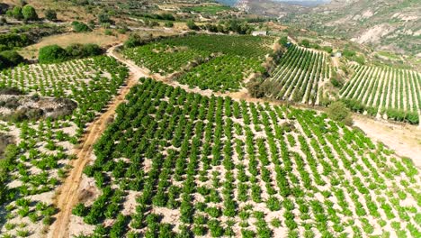 imágenes aéreas de la puesta de sol de drones de viñedos, hileras de campos de uva verde dorado en koilani, limassol, chipre-4