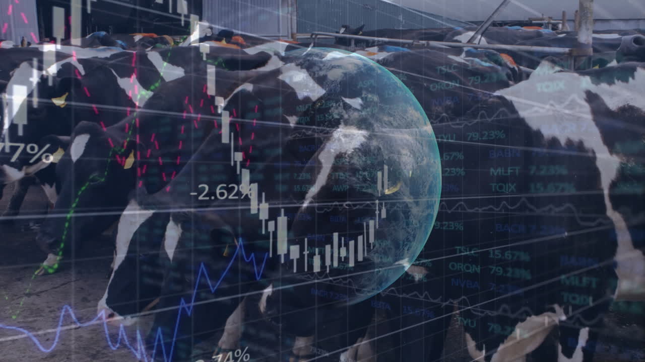 Holstein cows standing in feedlot showing flat design translucent financial chart overlays