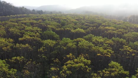 misty autumn forest from above