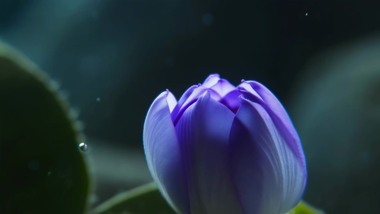 Makrofilmning av en öppnande lila knopp på natten, stämningsfull atmosfär med svagt ljus, svävande pollenpartiklar och mjuk bokeh.