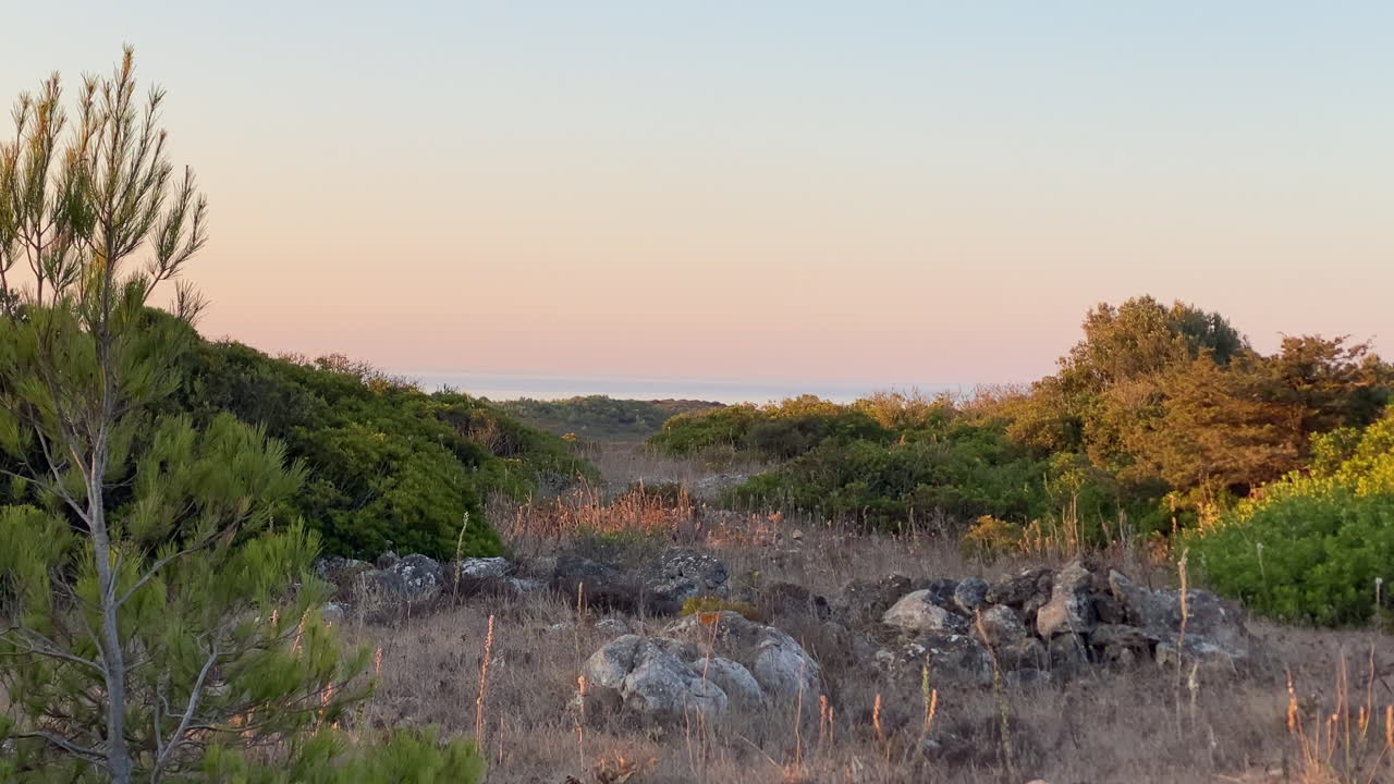 Calma distesa sull'oceano incorniciata da pini illuminati da un tenue tramonto dorato. Alberi di pino illuminati dal sole che si estendono verso il tramonto sopra un paesaggio costiero