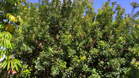 Swarm-of-bess-up-close,-3,-migrating-to-residential-tree,-HD