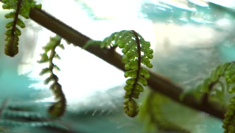 fern in pine forest in new zealand. curled up fauna