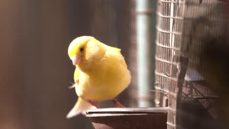 Chirping-Atlantic-canary-bird-sing,-singing,-Serinus-canaria-,-canaries,-island-canary,-canary,-or-common-canaries-birds-perched-on-an-electric-wire