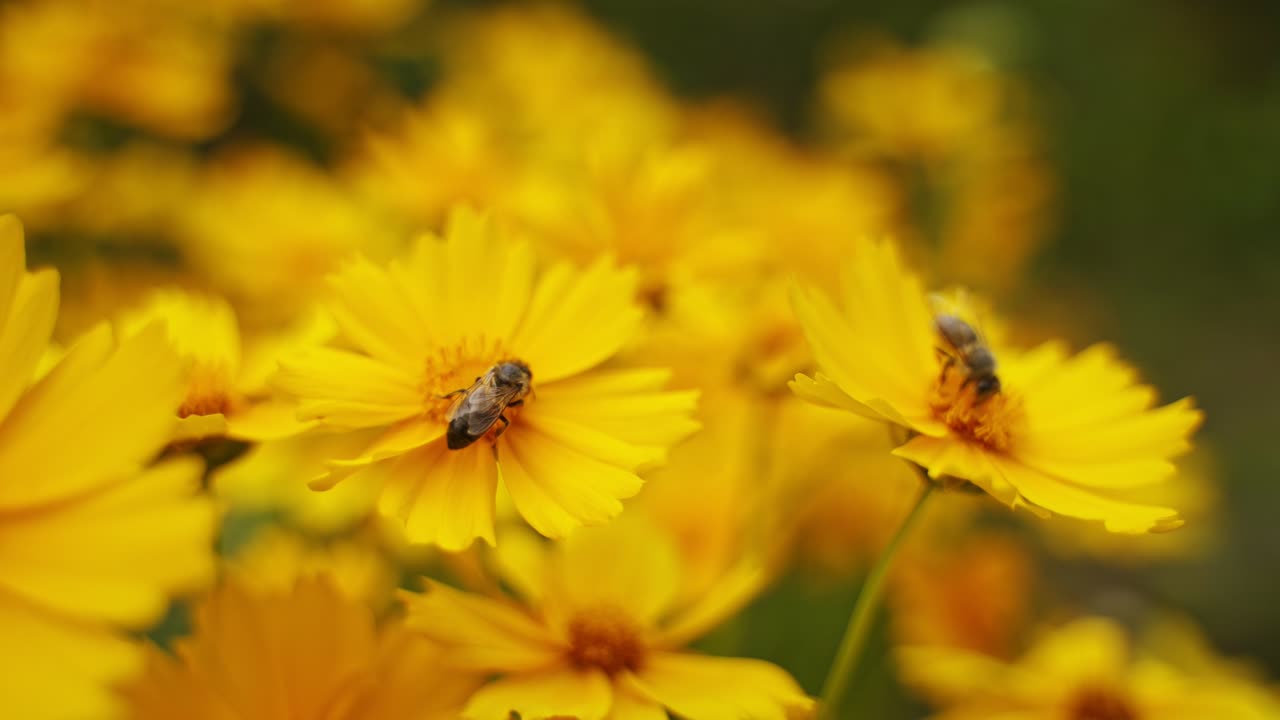 Bees on flowers in summer. Honey insects collecting pollen from beautiful yellow flowers. Close-up. Pollination and flowers.