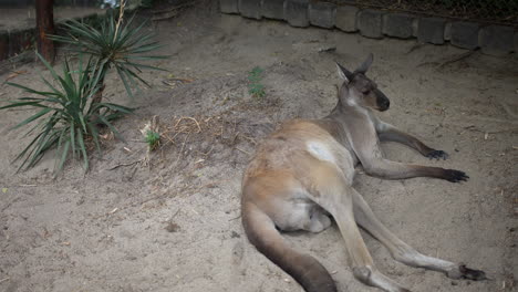 Kangaroo-taking-a-nap-in-the-shadows