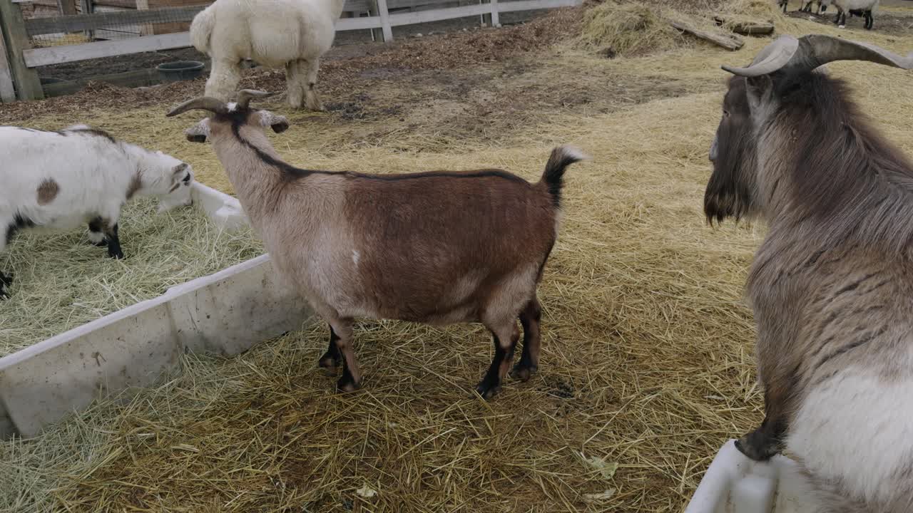 Capra che defeca in un recinto di uno zoo didattico