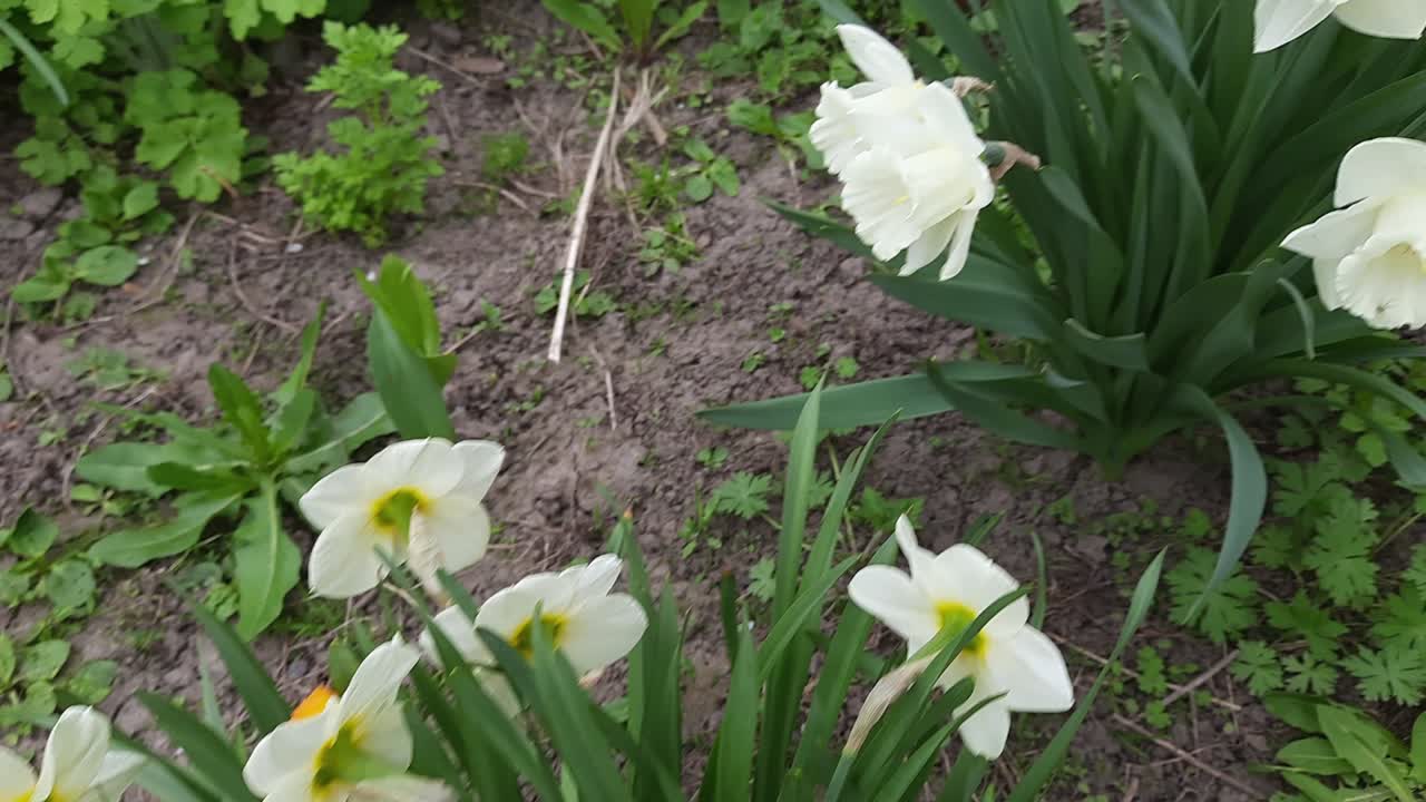 narciso en flor de diferentes variedades, vista desde arriba en un tiempo nublado y ventoso