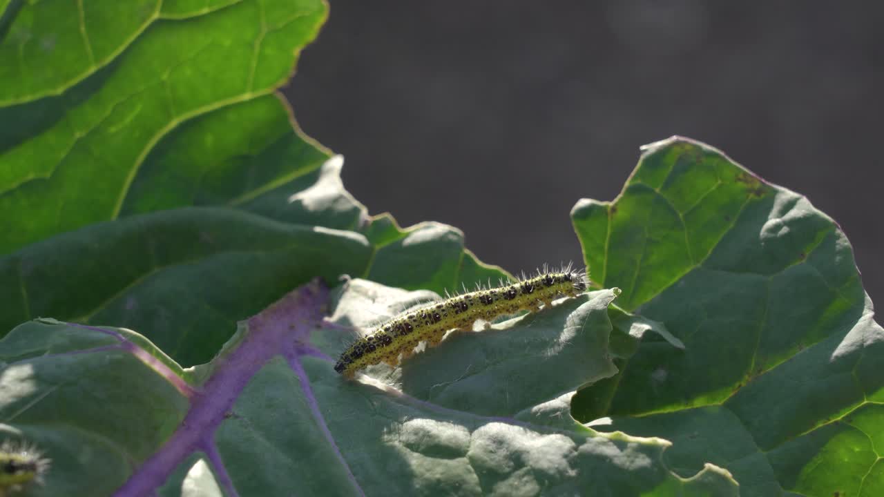 고추 잎 에 있는 애벌레