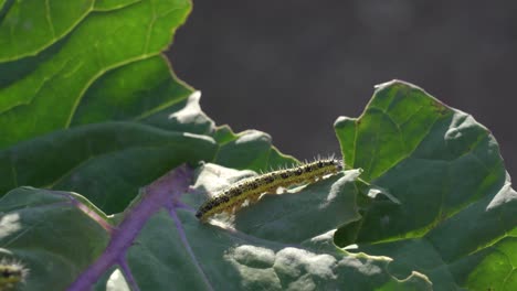 oruga en la hoja de repollo