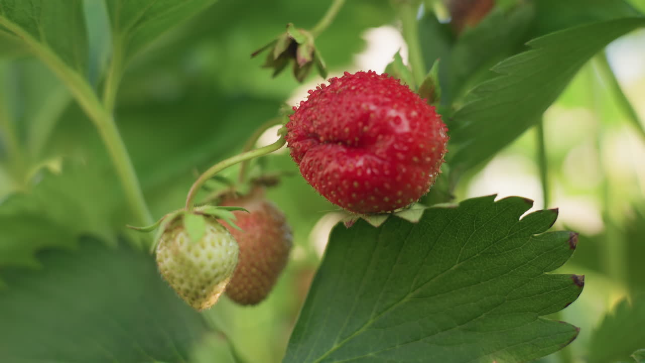 close up two ripe and one unripe strawberry hanging on leafy stem bathed in soft sunlight with dew droplets highlighting textured seeds against blurred green garden foliage backdrop