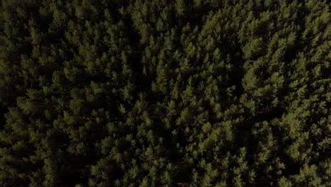 areal drone shot above the forest slowly rising up and revealing blue sea side and sky