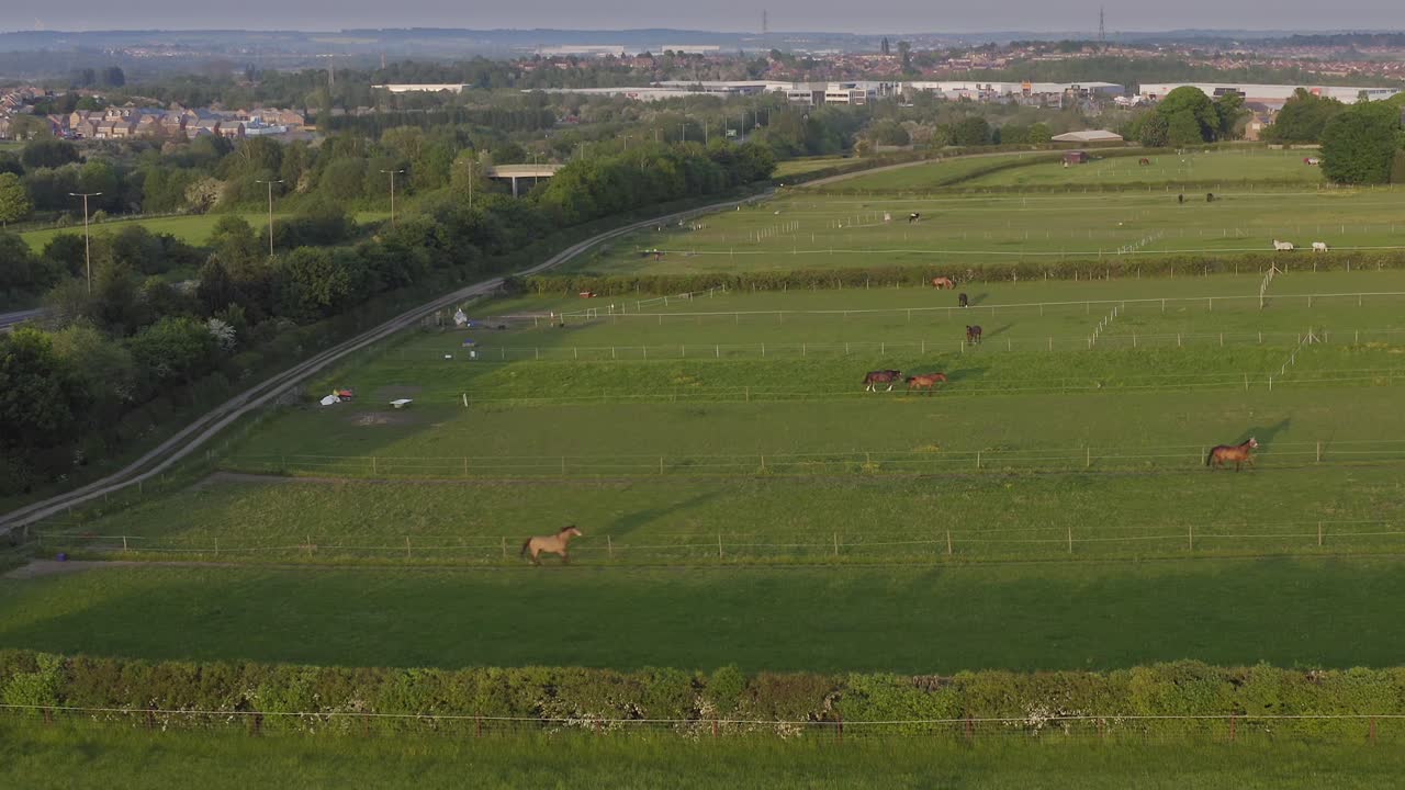 toma aérea con inclinación hacia abajo de caballos pastando en un campo verde en el campo del reino unido