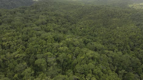 Drohnenansicht-Des-üppigen-Grünen-Tropenwaldes-In-Guadeloupe