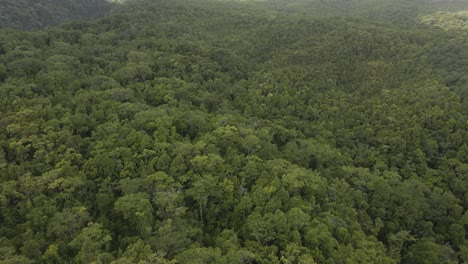 vista desde un avión no tripulado del exuberante bosque tropical verde de guadalupe