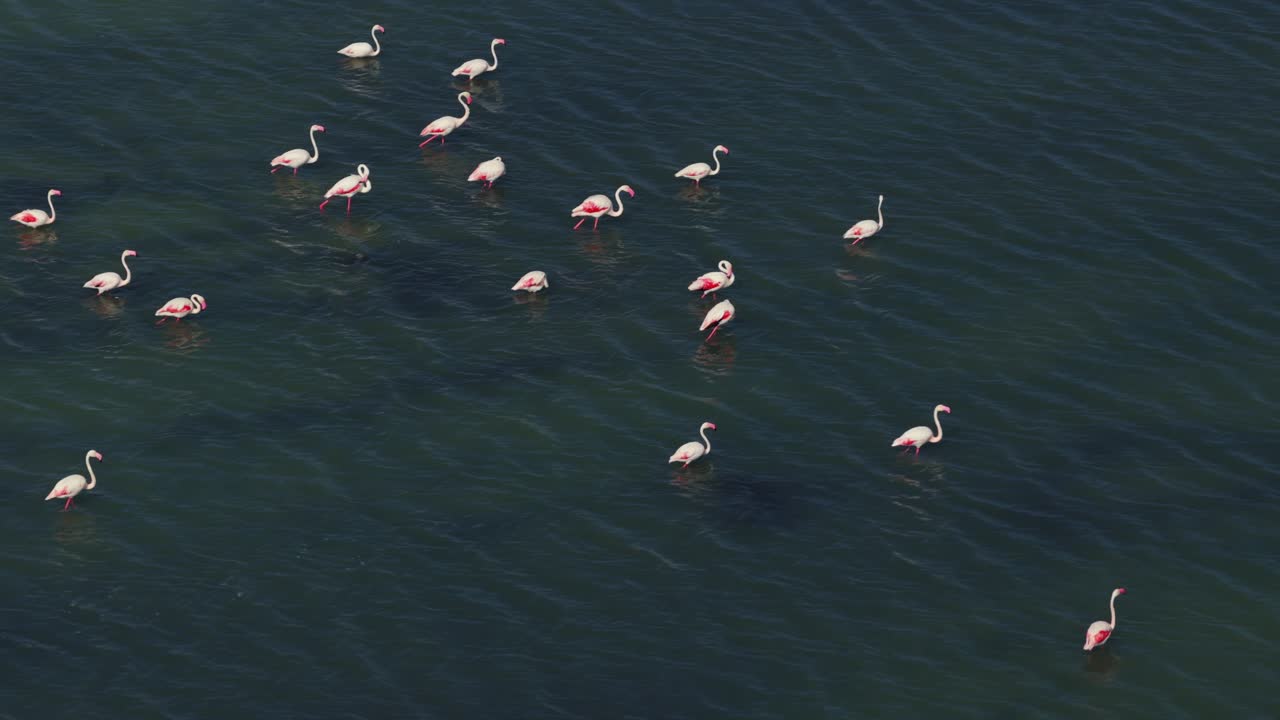 A group of elegant flamingos standing in calm blue water under sunny skies.