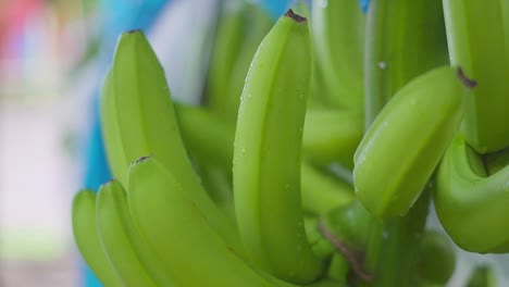 Detailaufnahme-Eines-Bananenkorbs-Mit-Riesigen-Grünen-Früchten