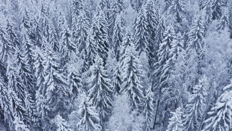 Snow-covered-tall-spruce-trees-in-a-boreal-forest-on-winter-morning