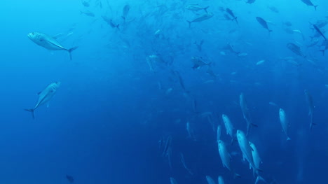 méxico buceo 0 12
