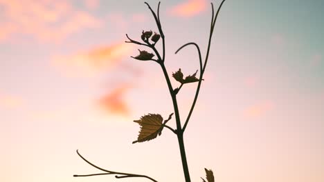 rising shot of a vine at a vineyard during dusk in waipara, new zealand