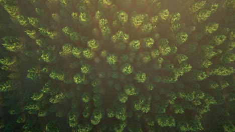 aerial view of a dense coniferous forest