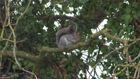 Gray-Squirrel-grooming-itself-sitting-on-branch-then-runs-off