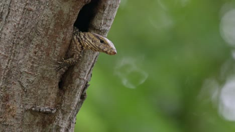 camera zooms out revealing this individual looking to the right with its left leg out to balance, clouded monitor lizard varanus nebulosus, thailand