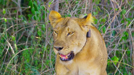leona saca la lengua y guiña un ojo en la naturaleza en el parque nacional reina elizabeth uganda