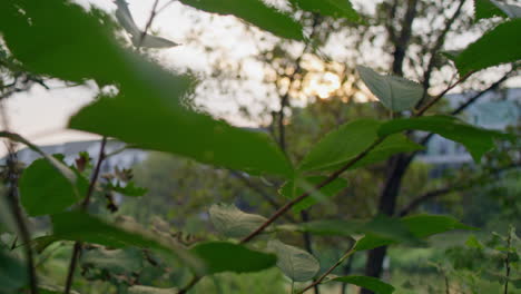 tracking shot of sunshine peeking through tree branches