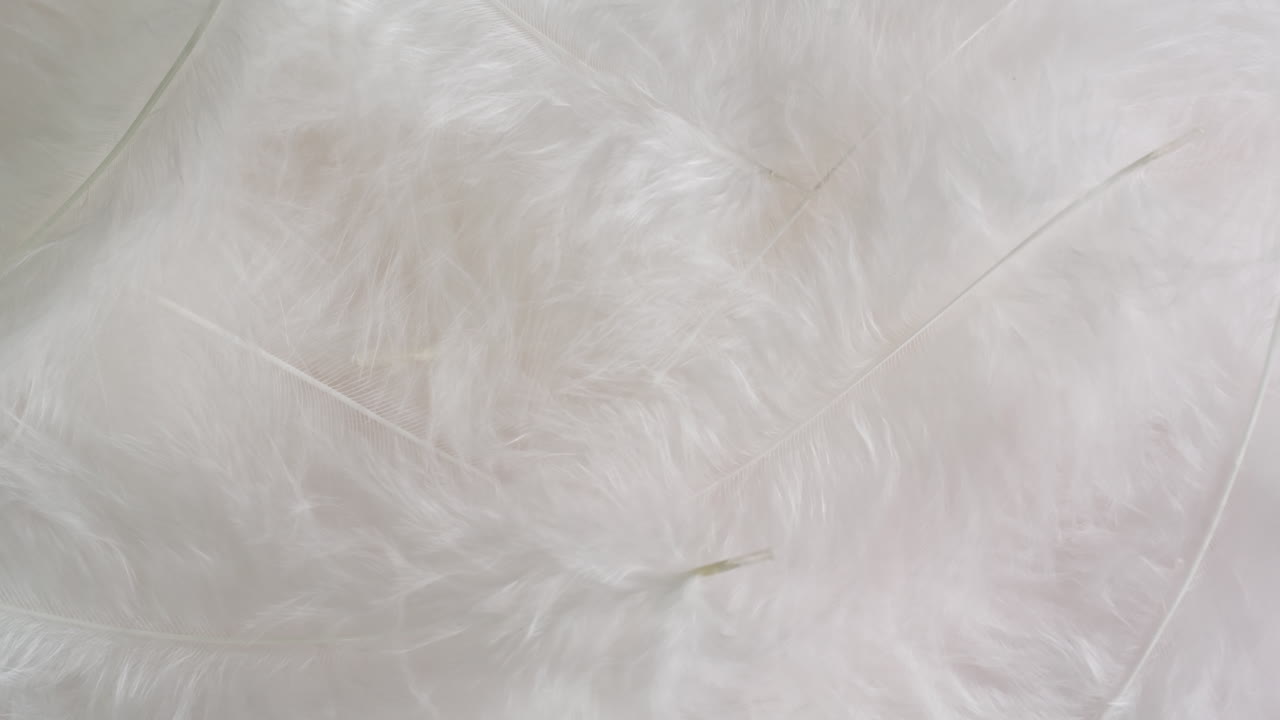 White Feathers Texture