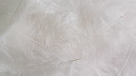 white feathers texture