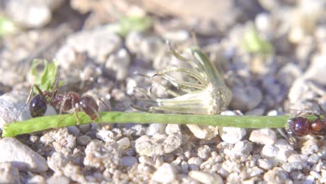 ants running to their anthill. morning sunlight. ant community. extreme macro close up shot.