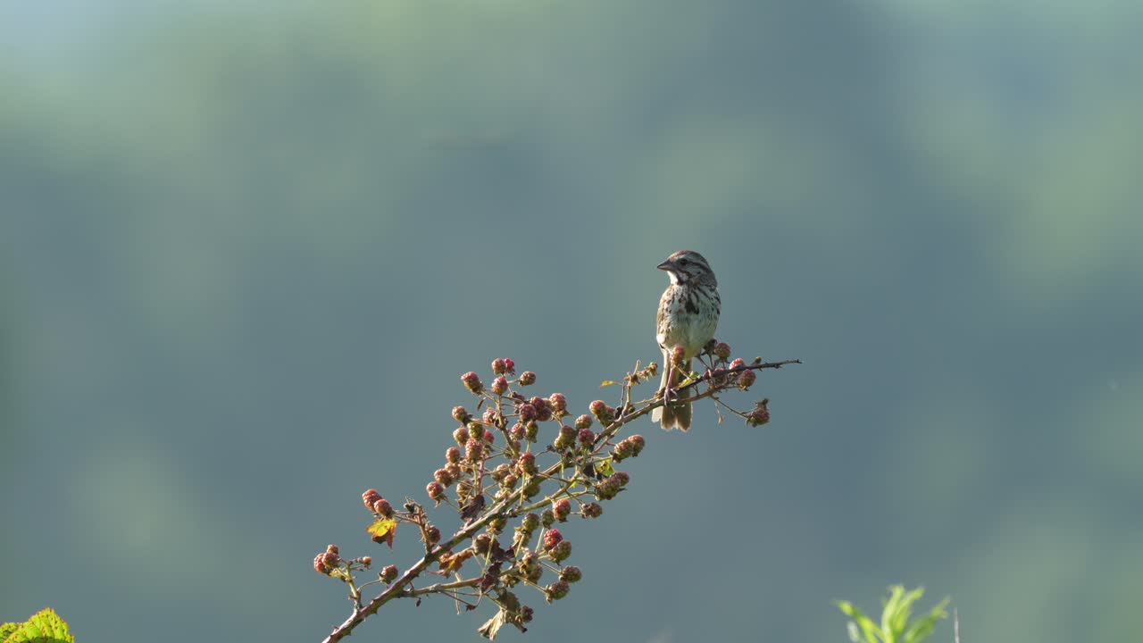 A song sparrow perched on a bramble bush singing in the morning light