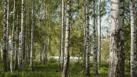 bosques de abedules en jyvaskyla, finlandia - 60fps, 4k