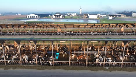 cows in a large outdoor dairy farm open air enclosure with feeding troughs