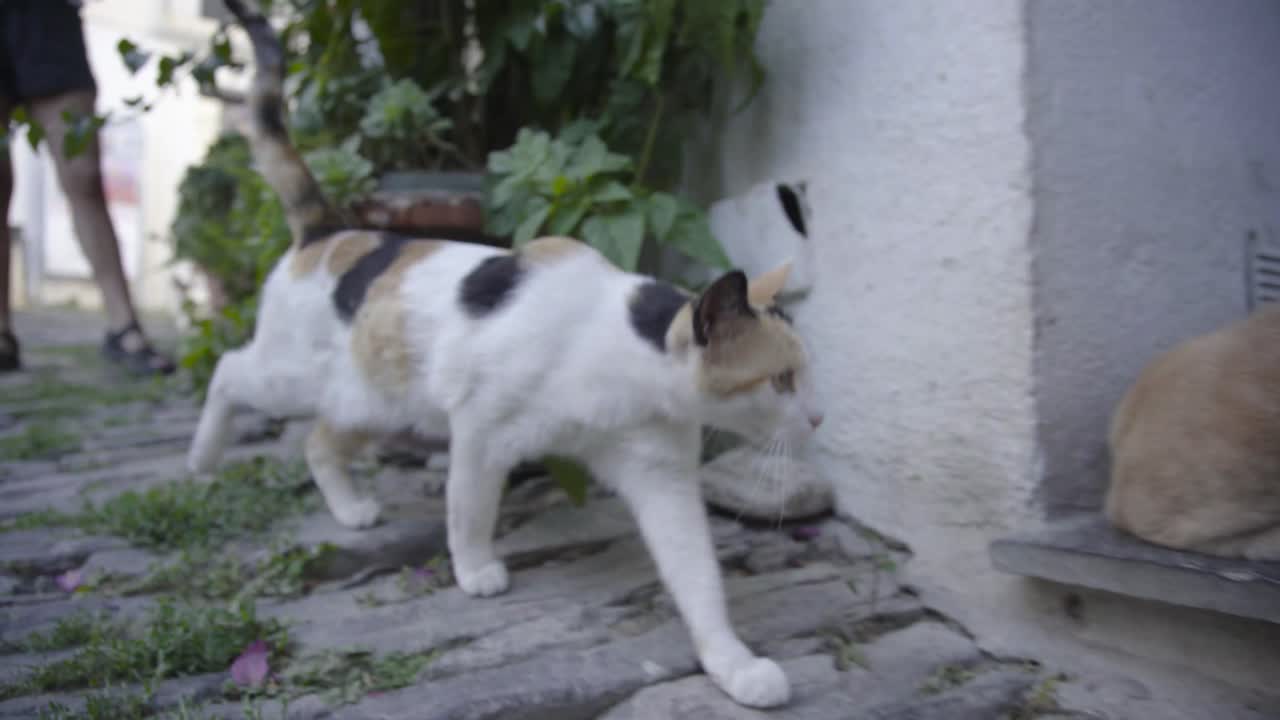 Wild cat walking to get some food, wide angle shot