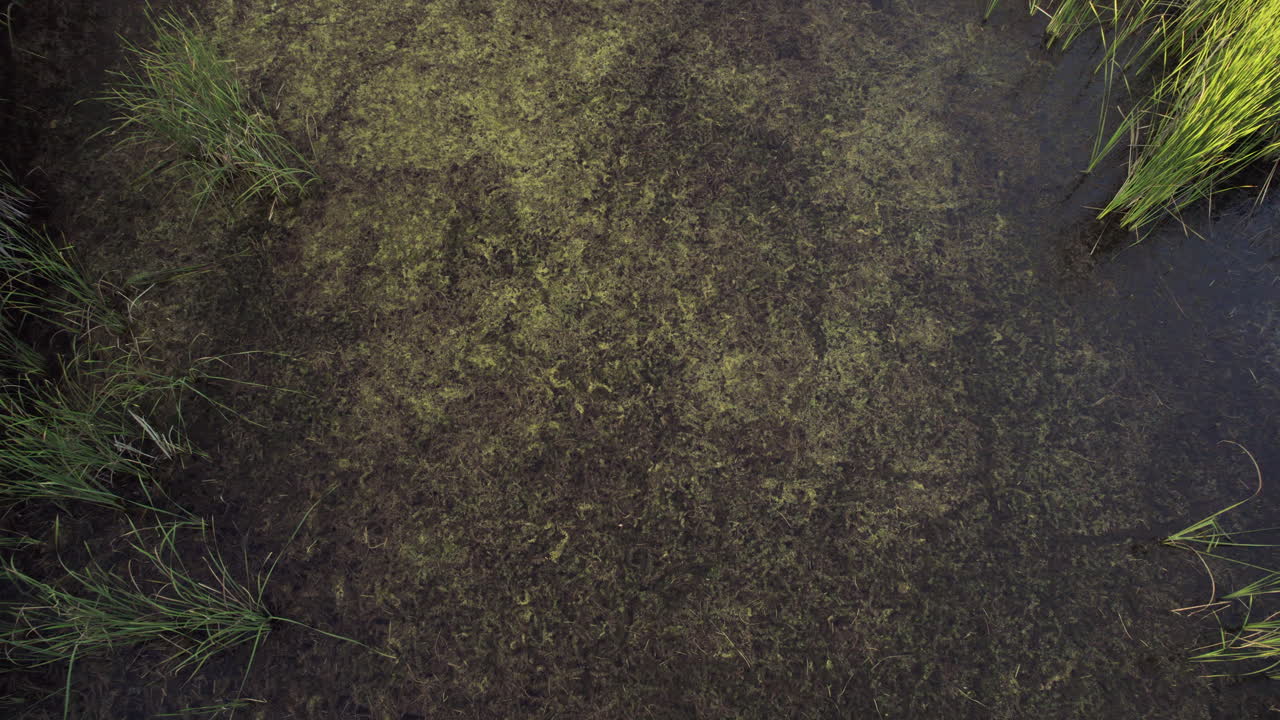 vista aérea desde abajo hacia arriba de un pantano con una amplia variedad de plantas acuáticas