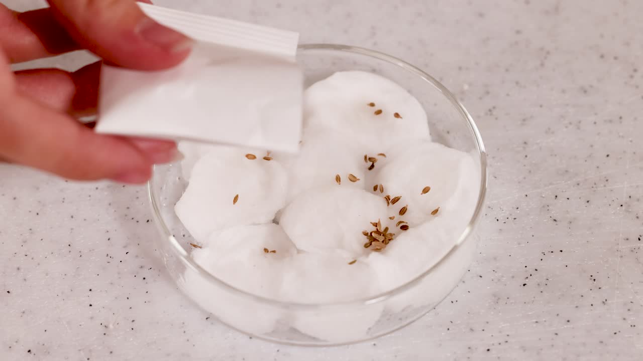 A scientist sprinkles seeds onto cotton wool in a petri dish, demonstrating a scientific experiment in a laboratory setting