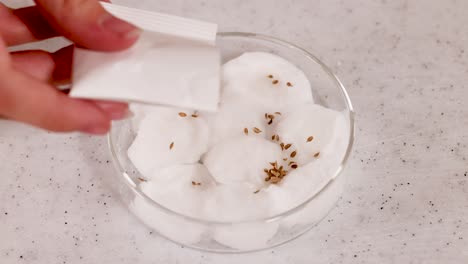 a scientist sprinkles seeds onto cotton wool in a petri dish, demonstrating a scientific experiment in a laboratory setting