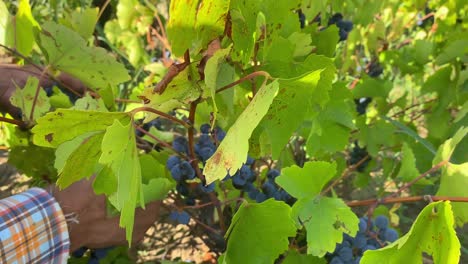 Close-up-shot-of-male-hands-plucking-ripe-grapes-from-branches-along-rural-countryside-on-a-sunny-morning-time