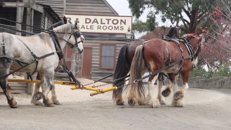 horses pulling a carriage in sovereign hill