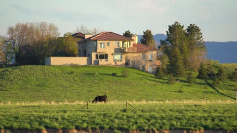 Rinder-Grasen-In-Den-Sanften-Hügeln-Der-Front-Range-Von-Colorado