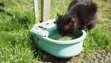 black cat drinking water from a dish in a garden