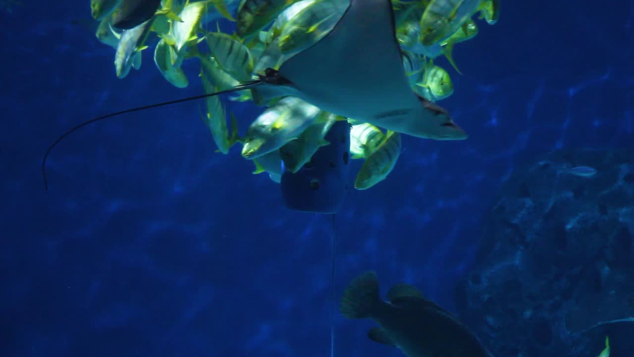 수족관에서 물고기를 먹이는 중