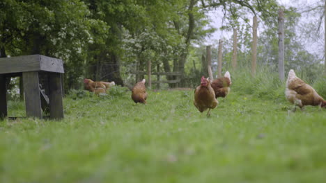 group of chickens walking through lush pasture in slow motion