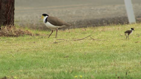 Maskierter-Kiebitzregenpfeifer-Und-Küken,-Die-Auf-Gras-Picken-Und-Fressen