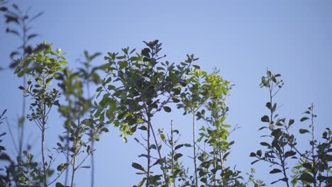 young trees and leaves of tea blowing in the wind under blue sky